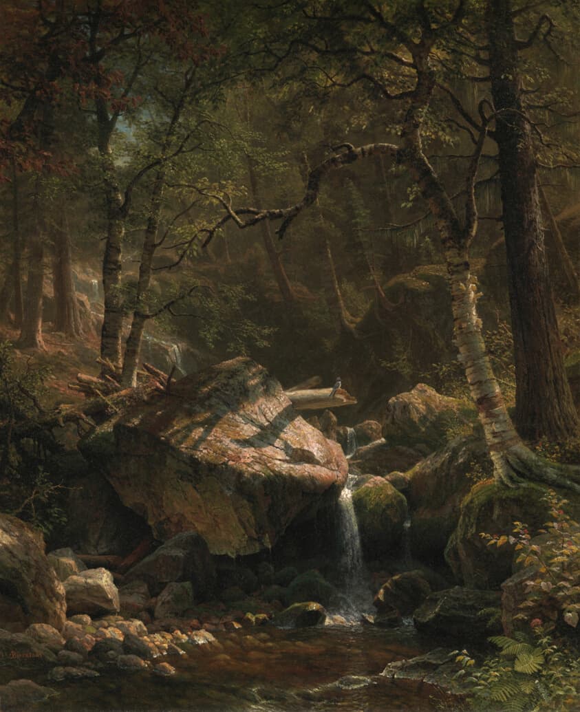 Forest Spring